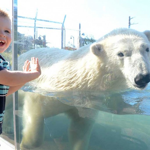 Arctic Edge at the Buffalo Zoo