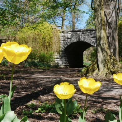 Flowers at Delaware Park