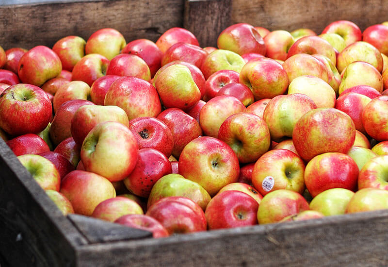 fall-guide-apples