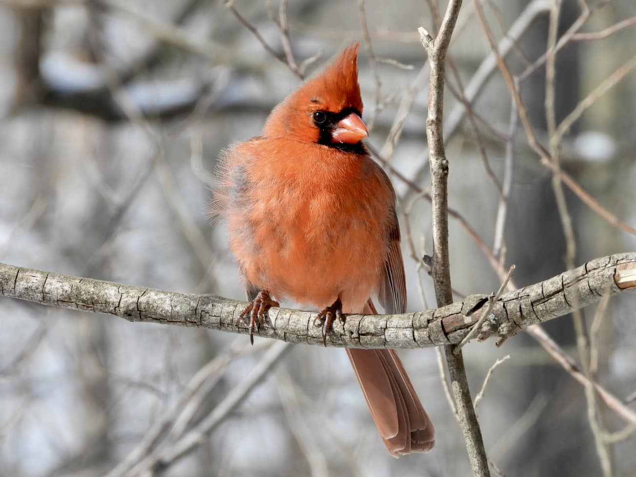 birds on niagara-1