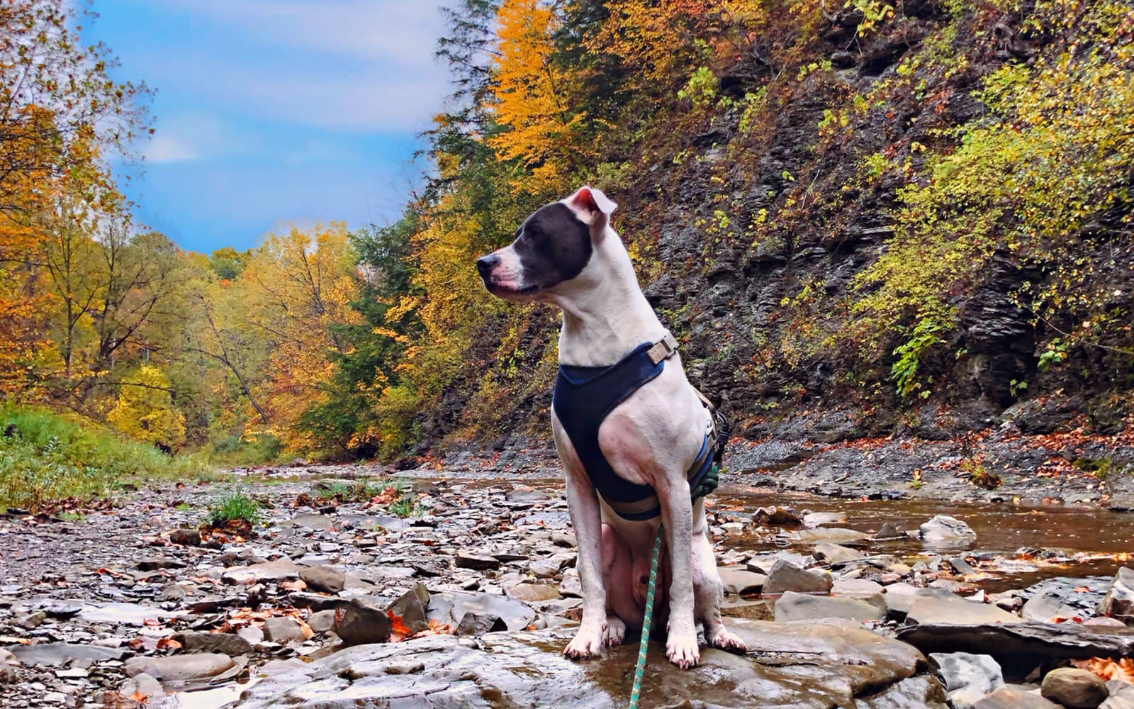 A dog sitting on the Hunter's Creek hiking trail near Buffalo, NY